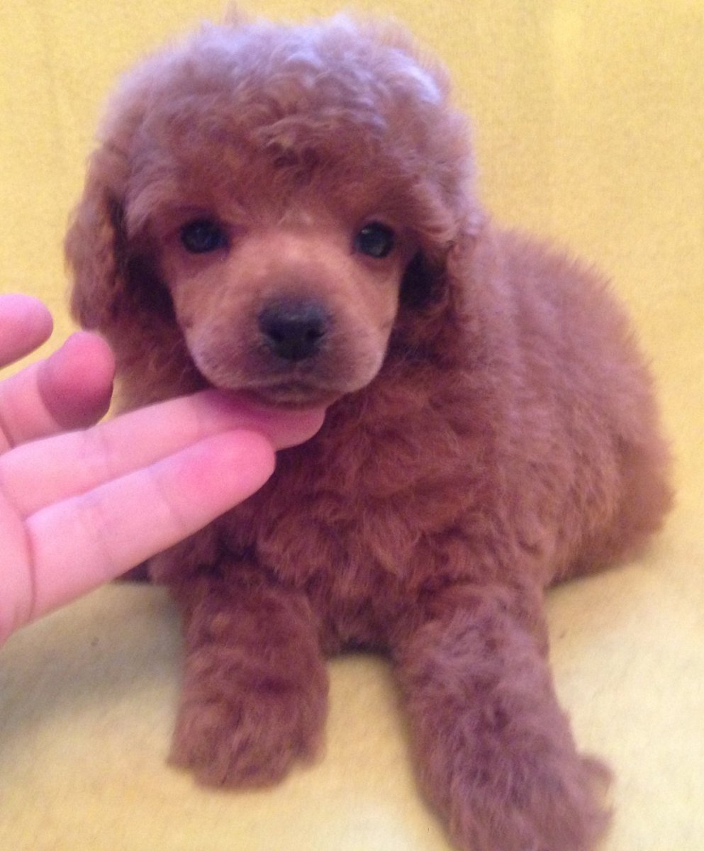 Королевский пудель