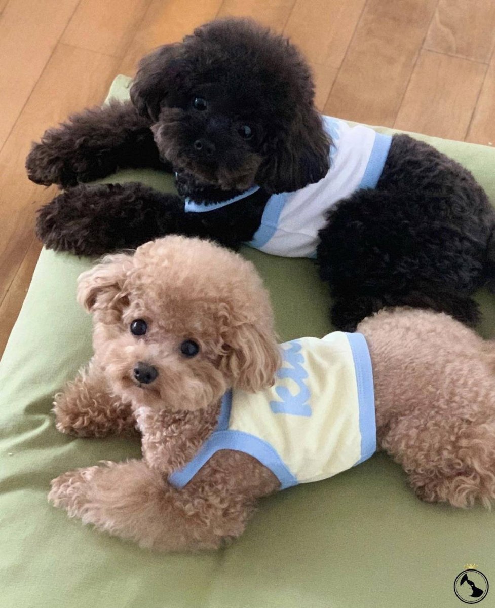 Карликовый той пудель