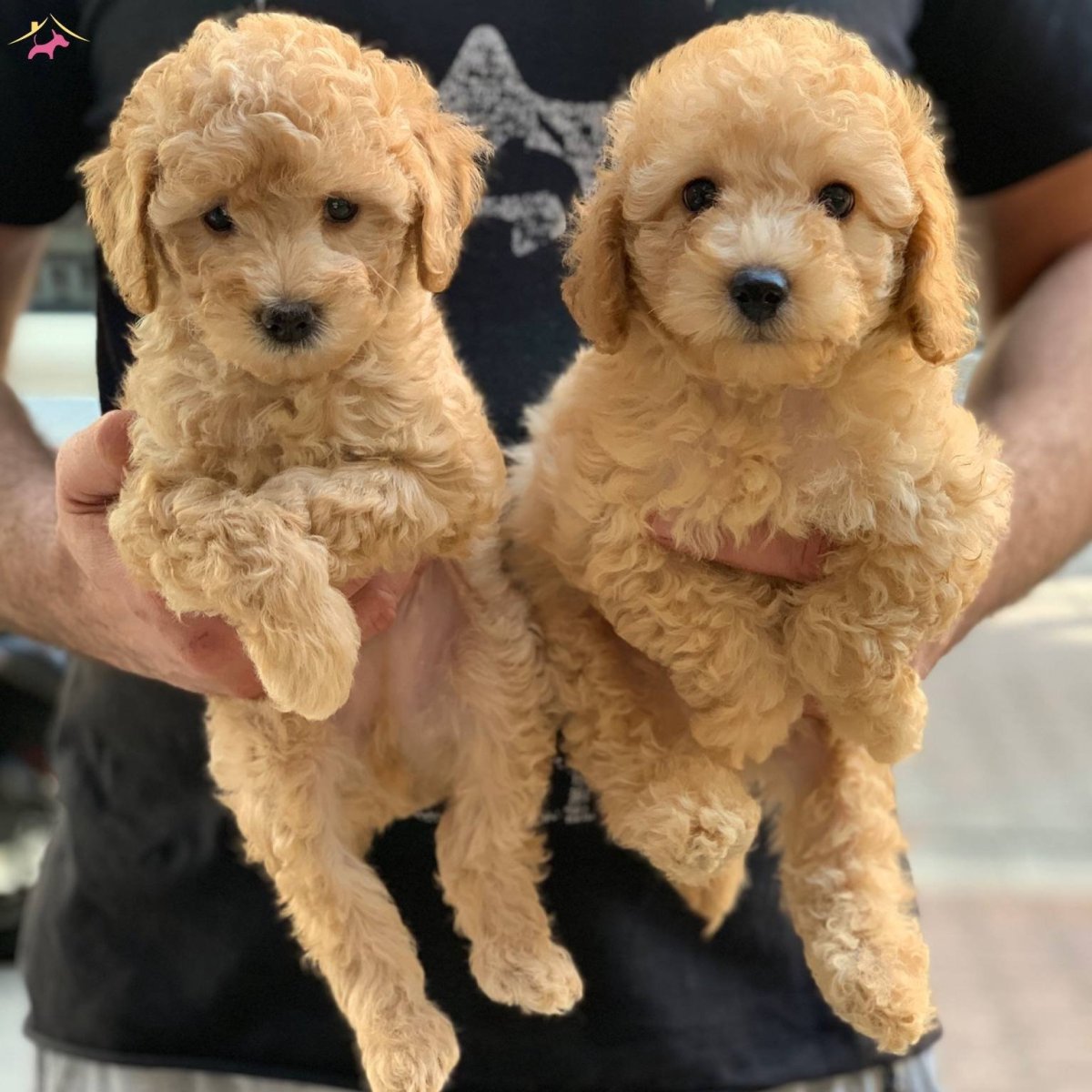 Японский карликовый пудель