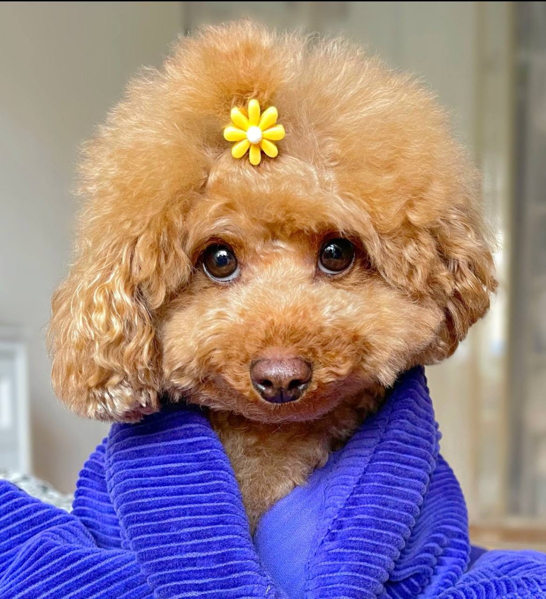 Той пудель груша