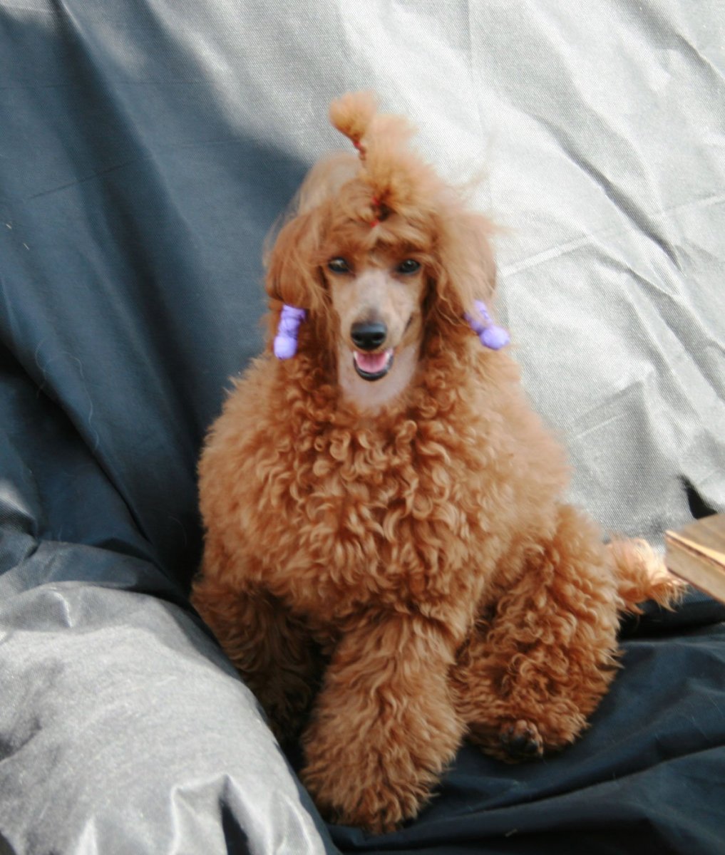 Миниатюрный карликовый пудель