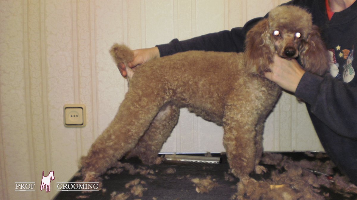 Королевский пудель нестриженный