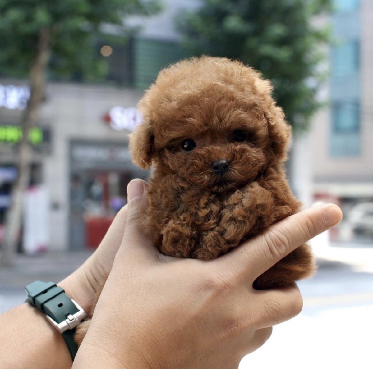 Японский карликовый пудель