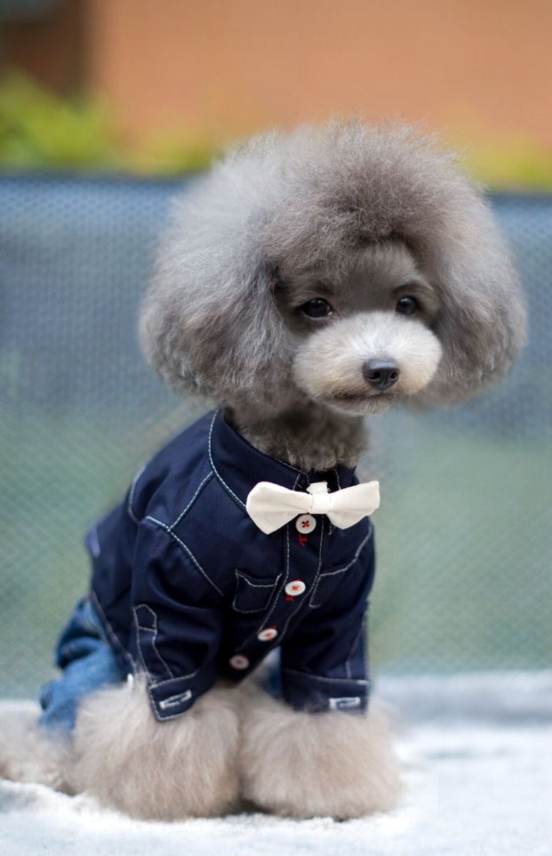 Карликовый померанский пудель