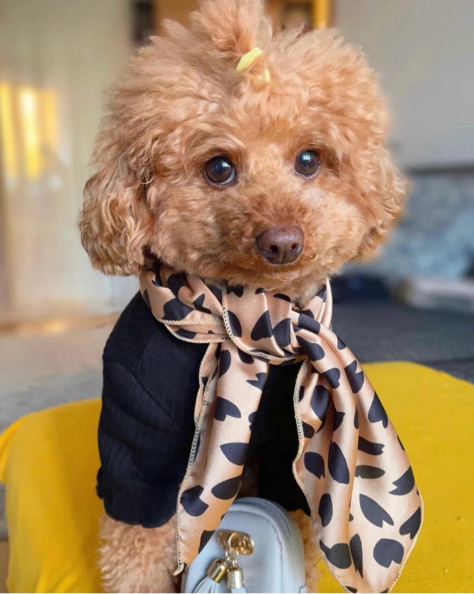 Пудель груша Star