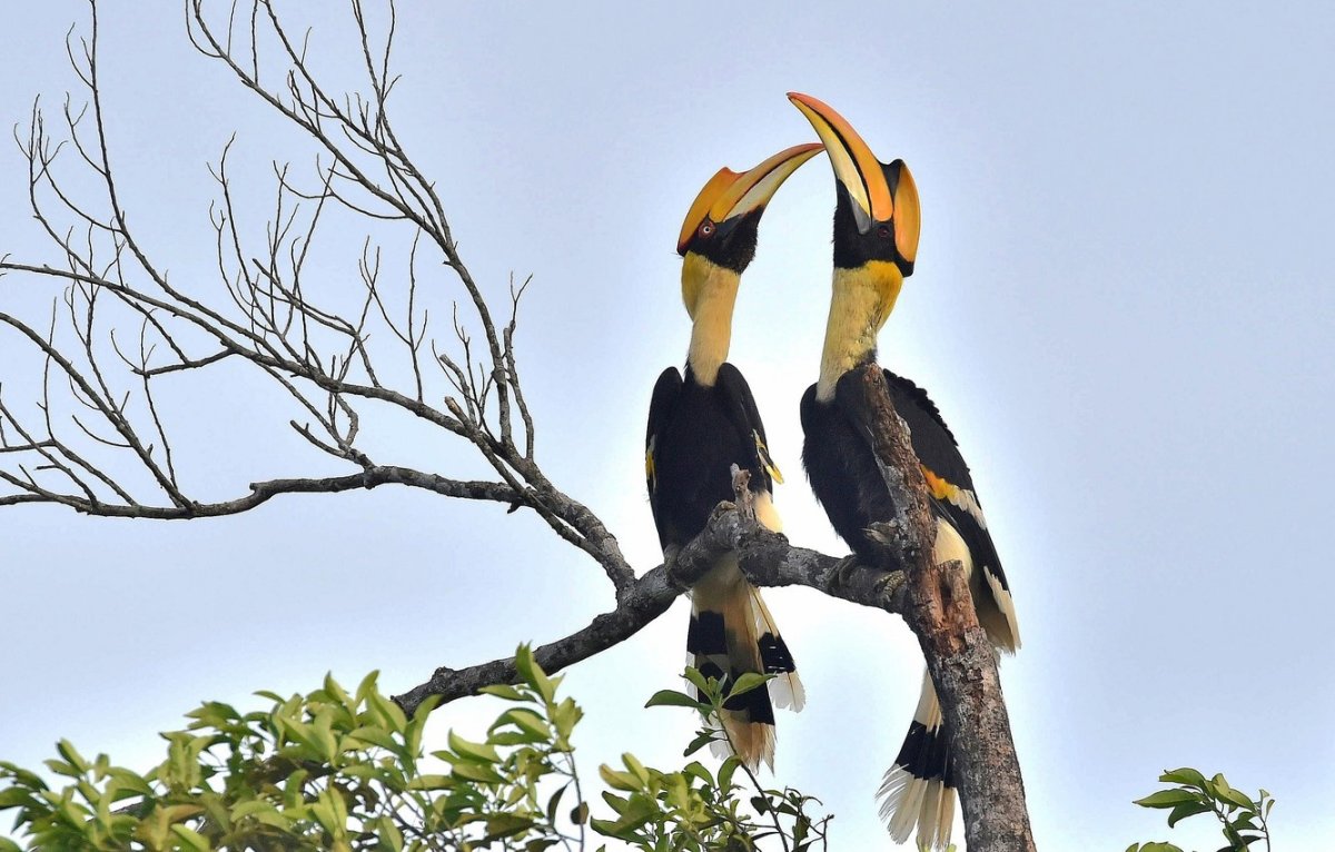 Двурогий калао / great Hornbill (Buceros bicornis)