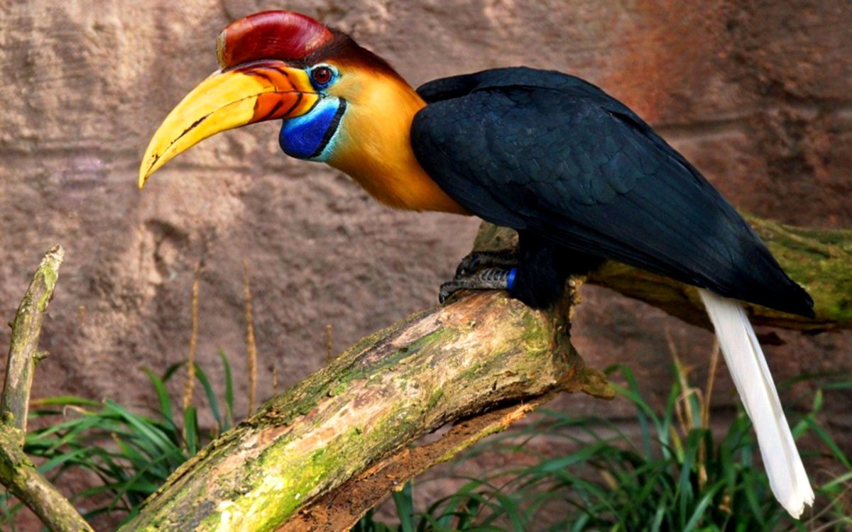 Малайский калао