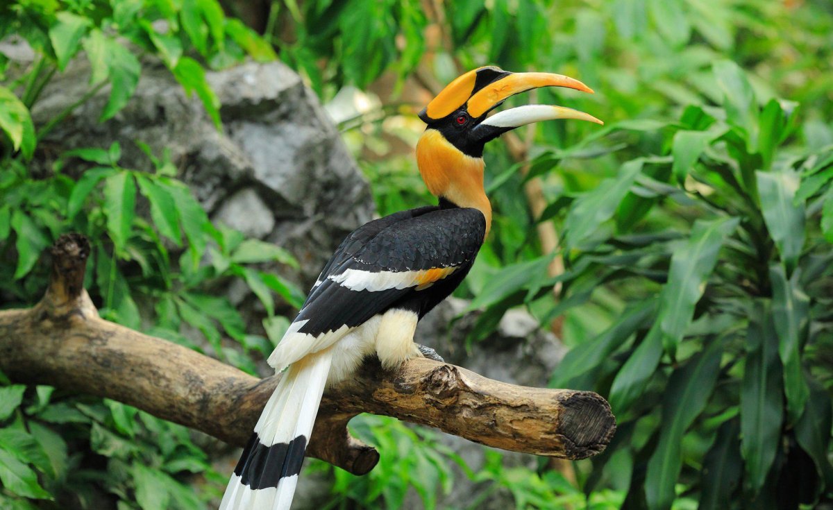 Птица носорог ест инжир