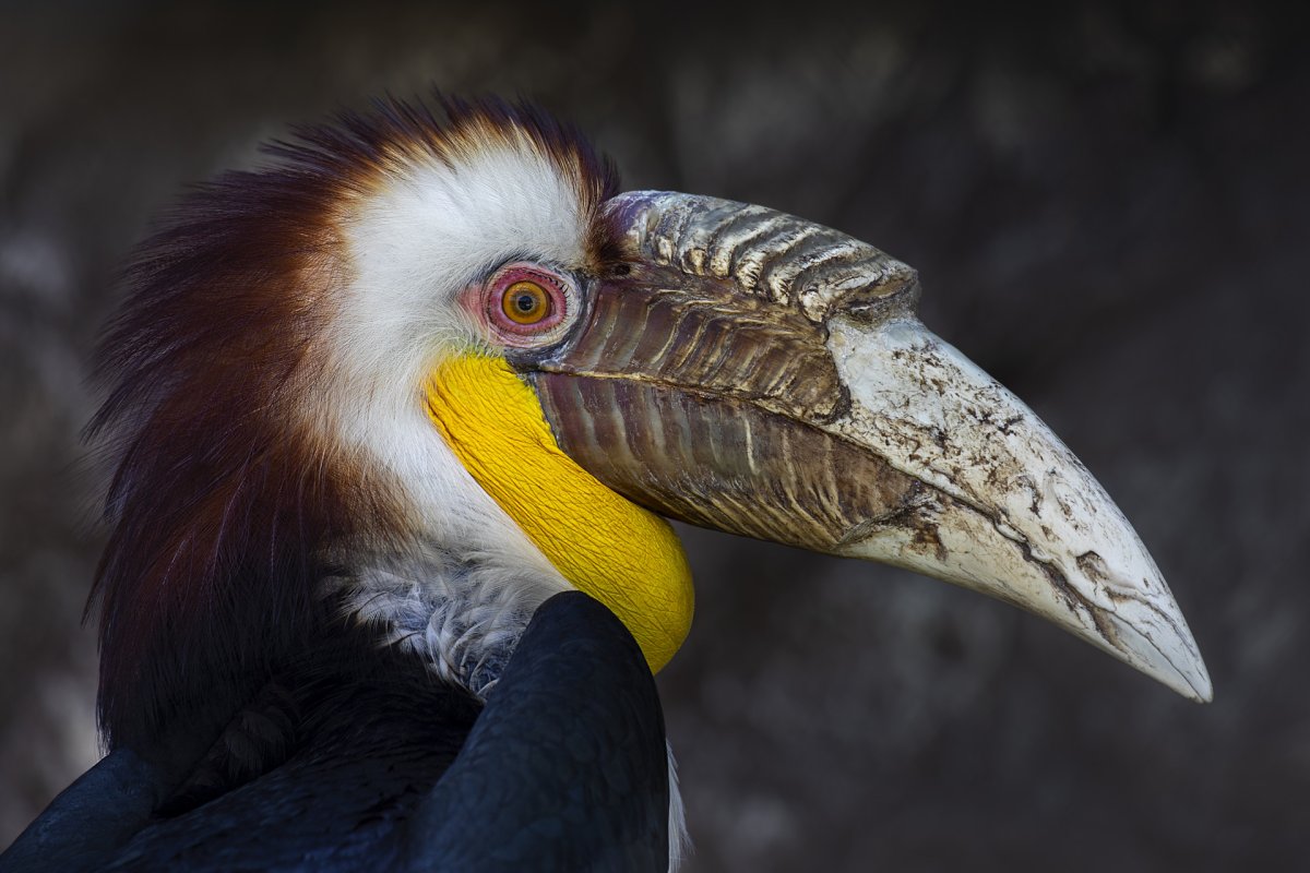 Бюффон птица-носорог