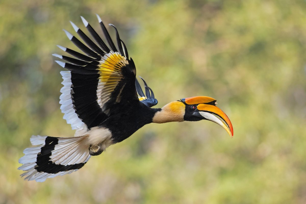 Малазийский Хорнбилл