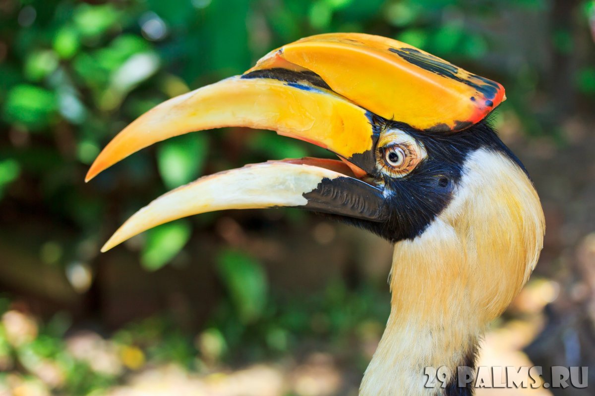 Непальские калао птица