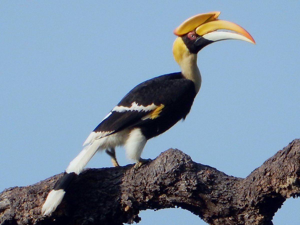 Strongu Hornbill h8