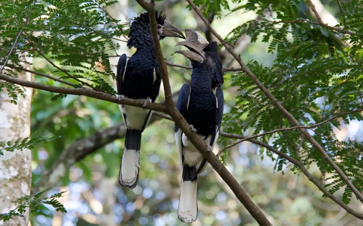 Серощекий калао птица