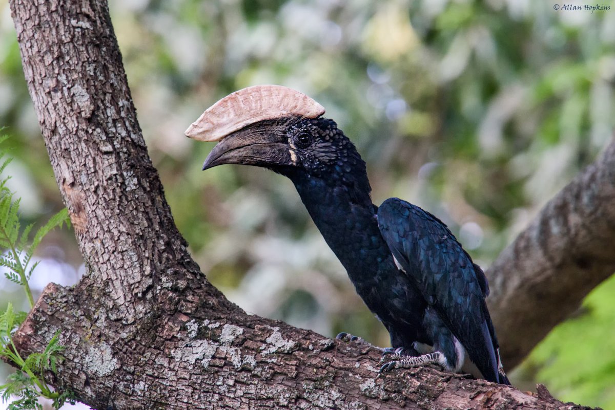 Серебрянокрылый калао