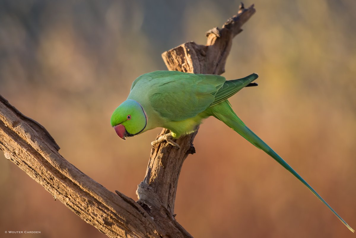 Попугай кольчатый ожереловый