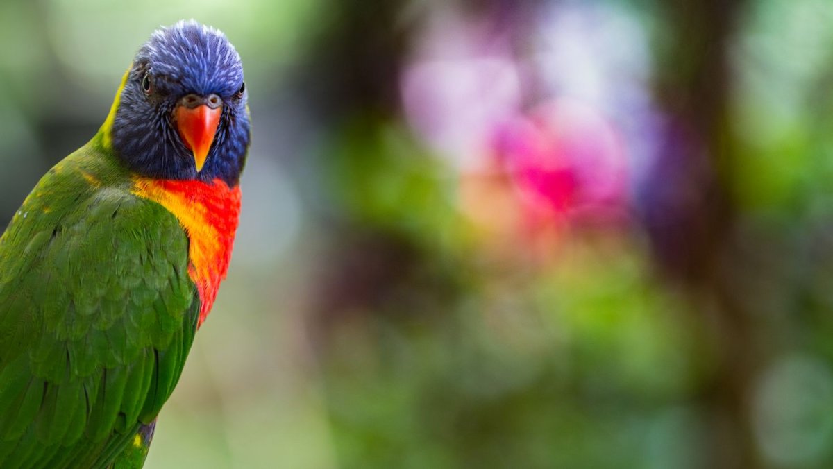 Лорикет Королевский попугай