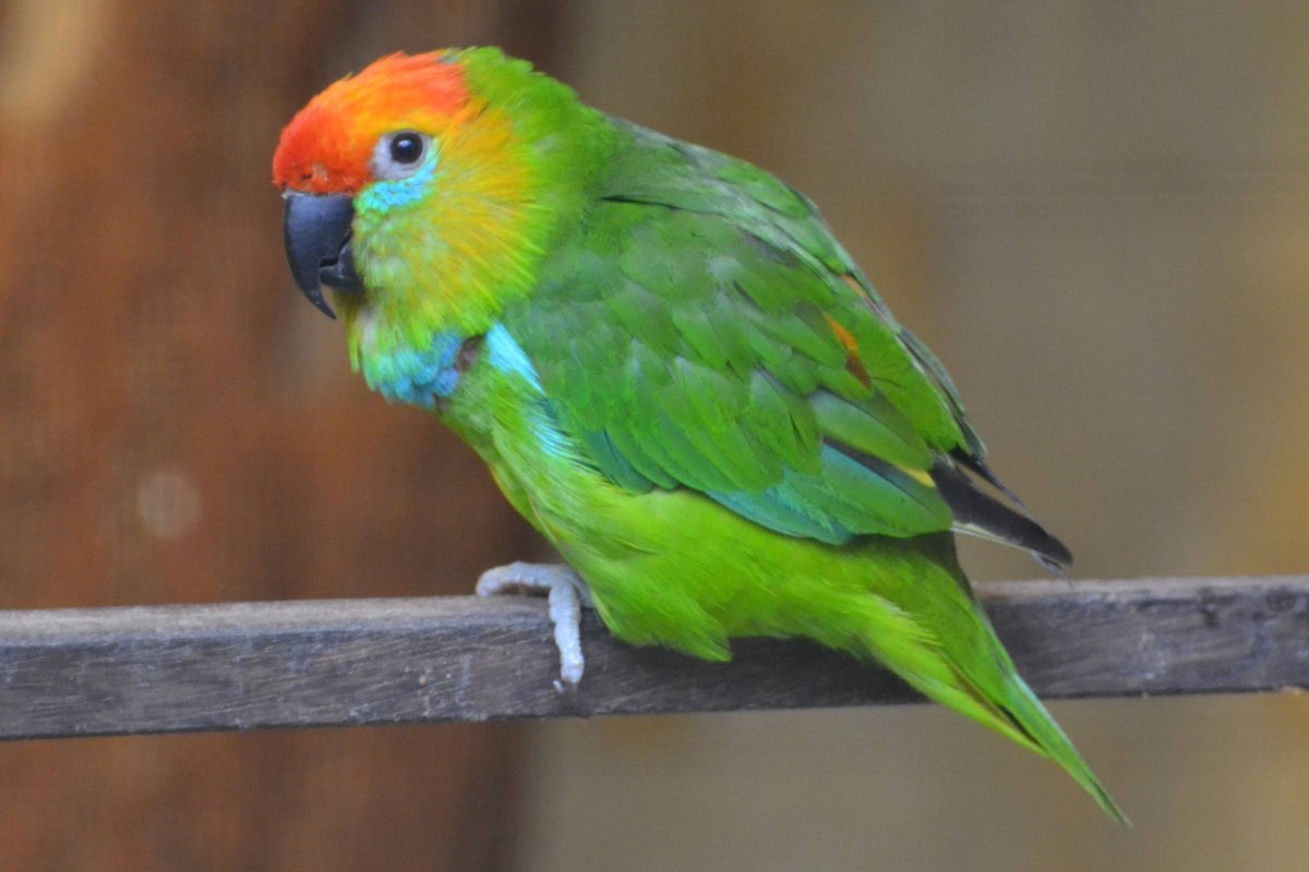 Карликовый попугай Эдвардса попугай