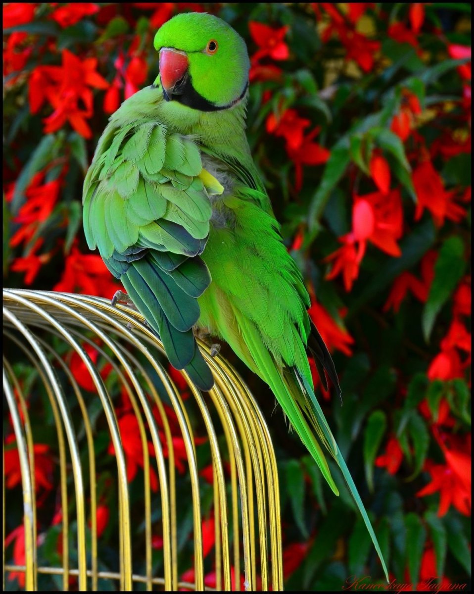Зеленый попугай в Чили