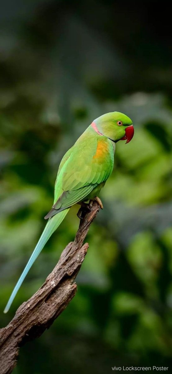 Зеленый длиннохвостый попугай