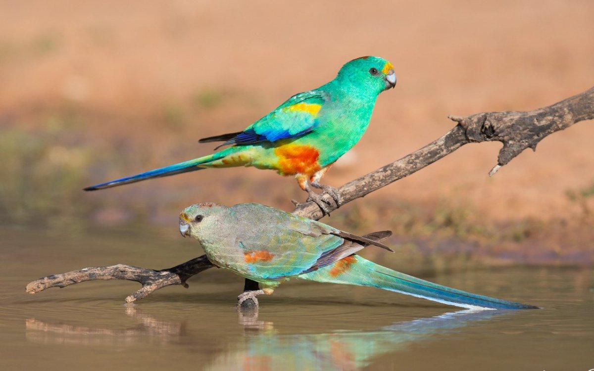 Волнистый попугай в полете в природе