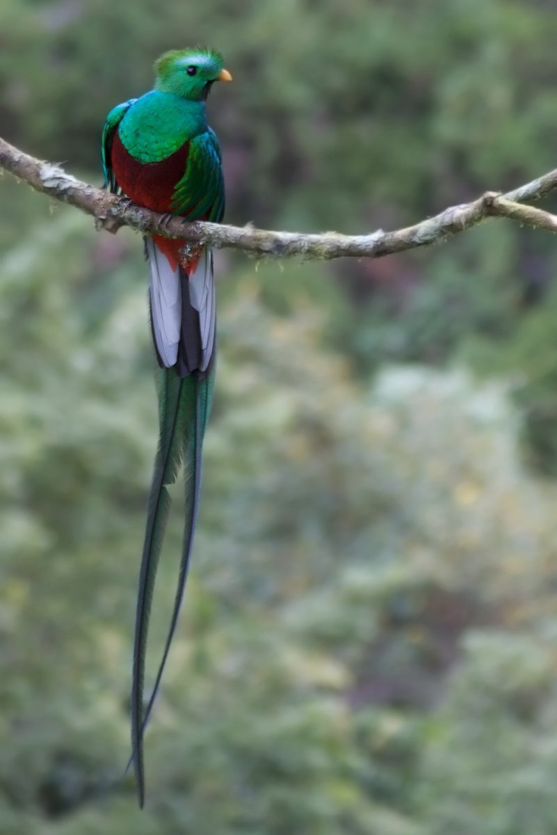 Квезаль птица