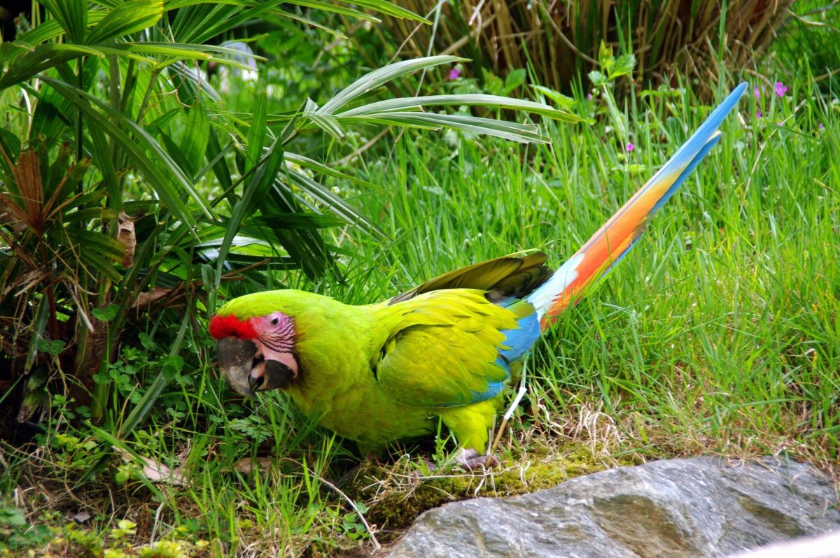 Попугай ара зеленый