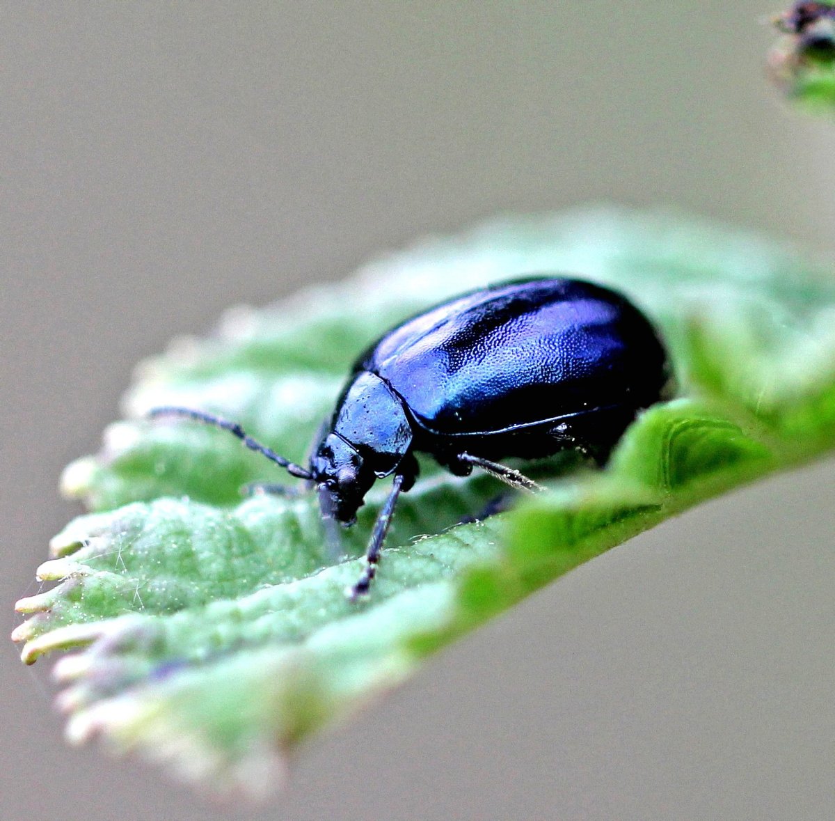 Жук навозник синий