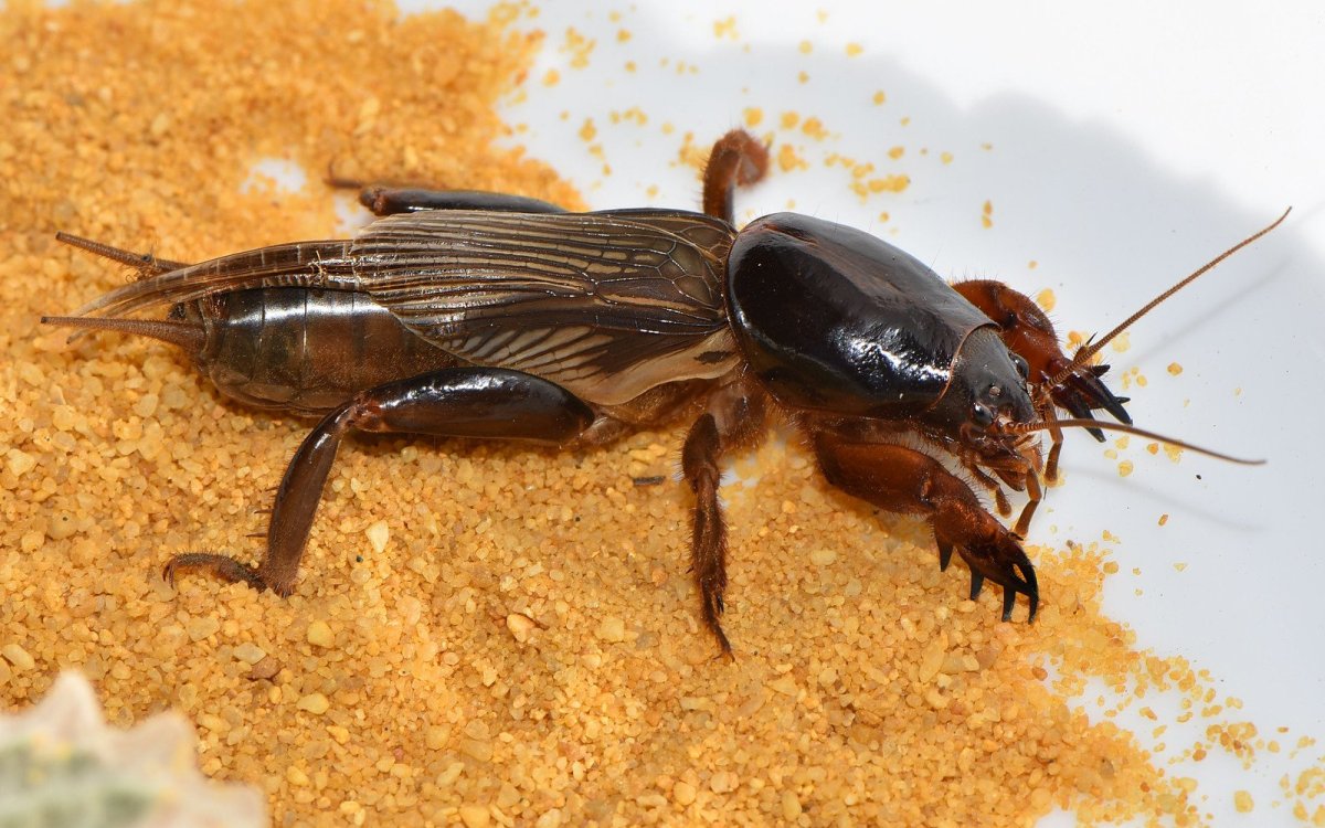 Медведка обыкновенная Gryllotalpa Gryllotalpa