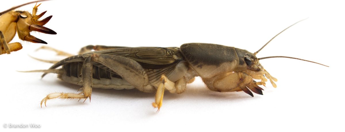 Личинка медведки (Gryllotalpidae)