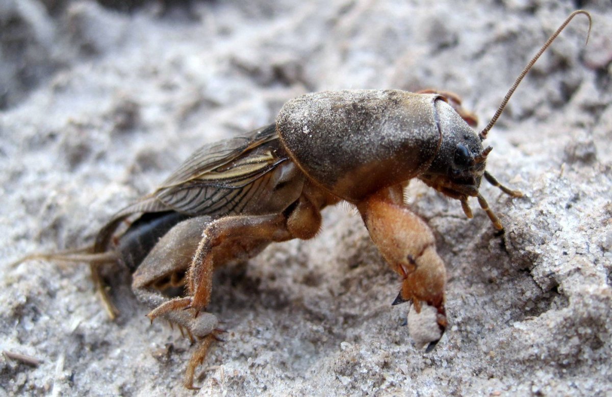 Обыкновенная медведка