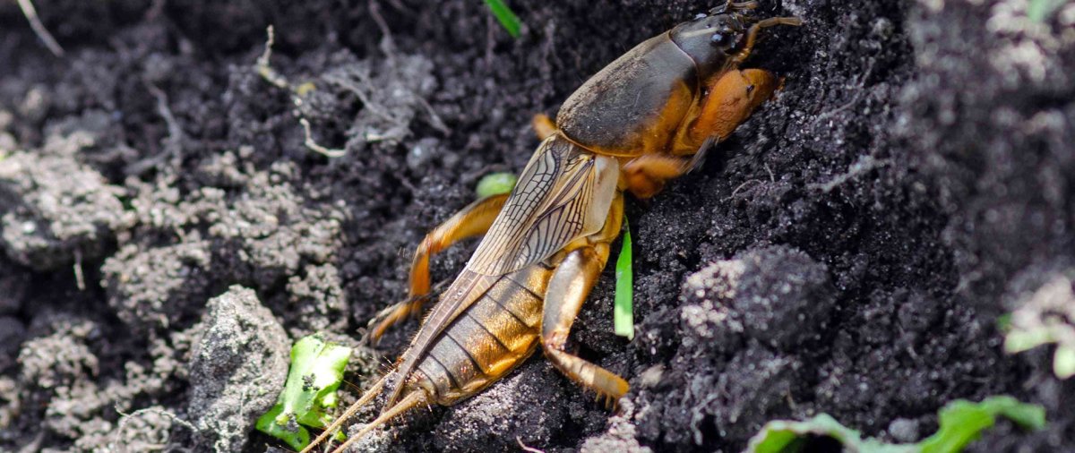 Огородный вредитель медведка