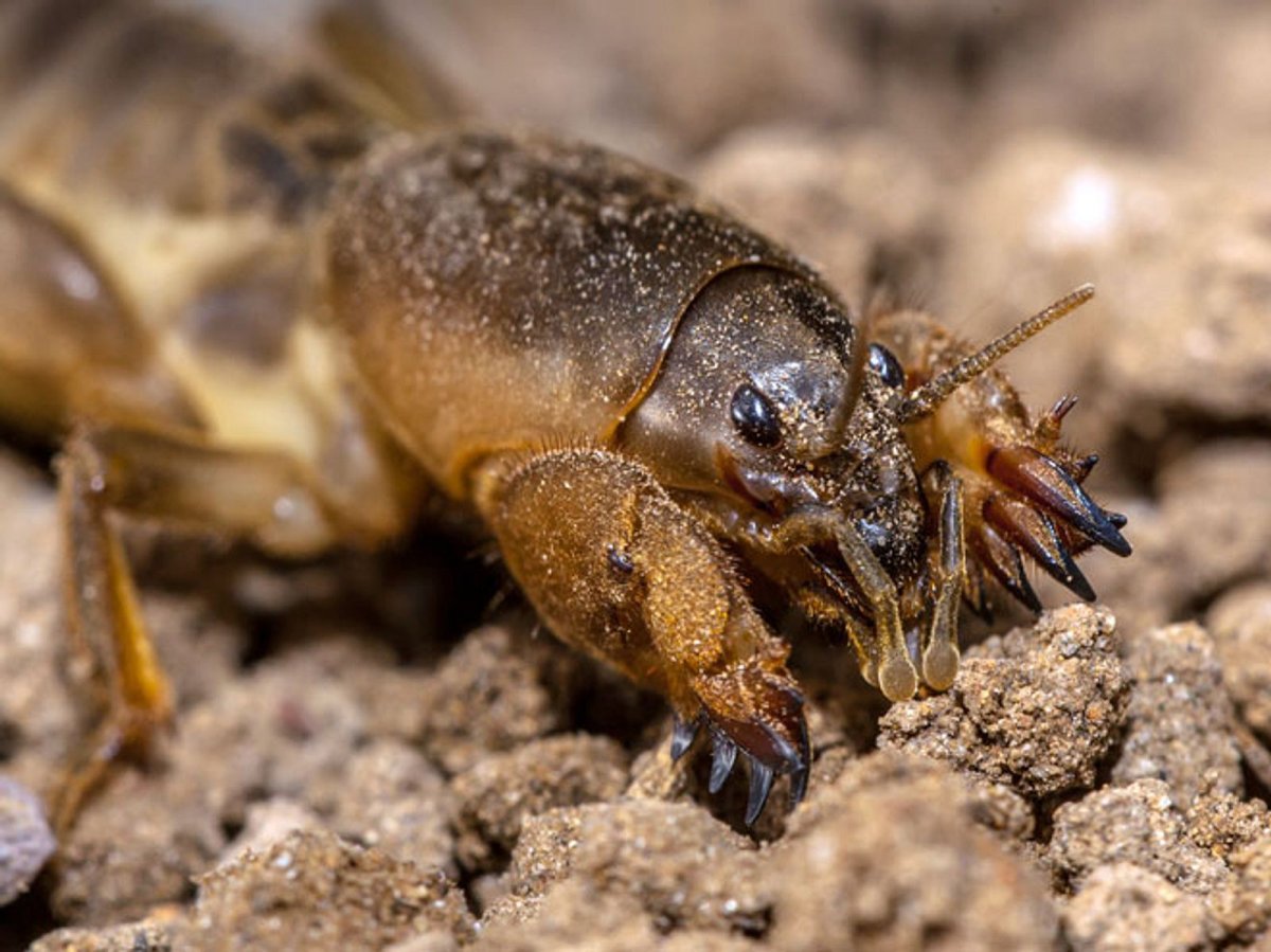 Бабочка медведка