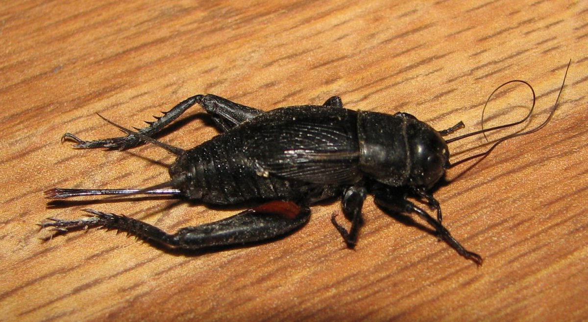 Медведка черная