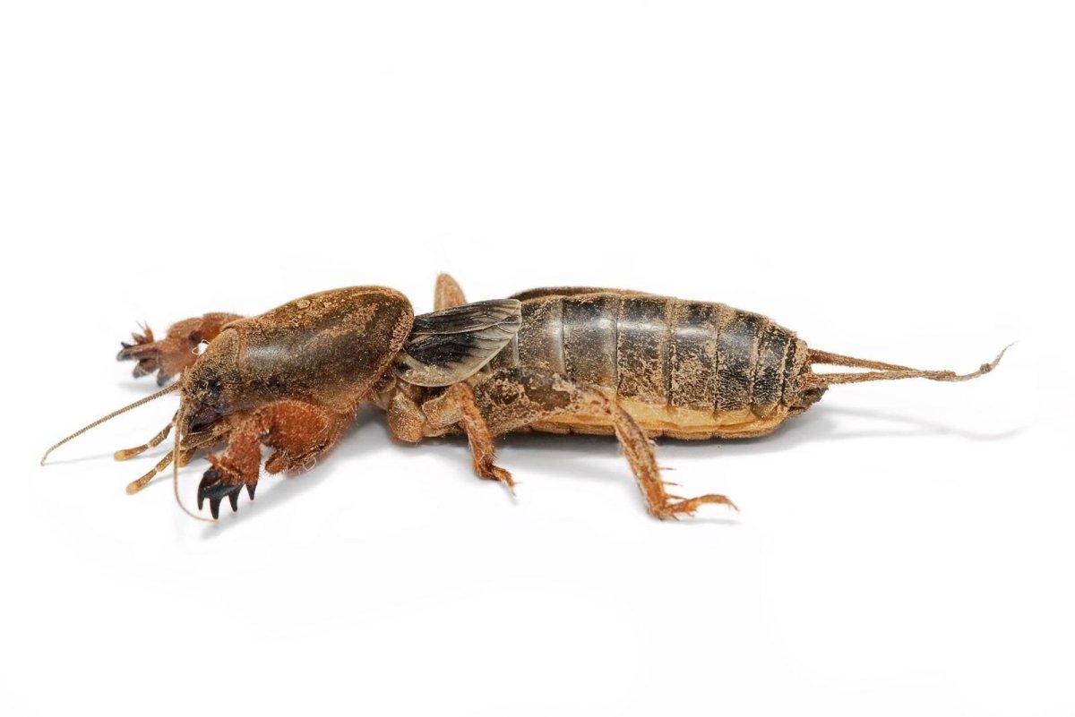 Медведка Mole Cricket.
