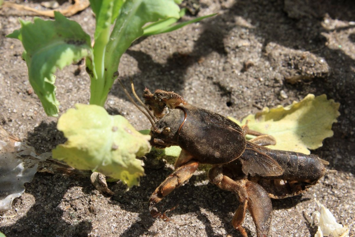 Гнездо медведки