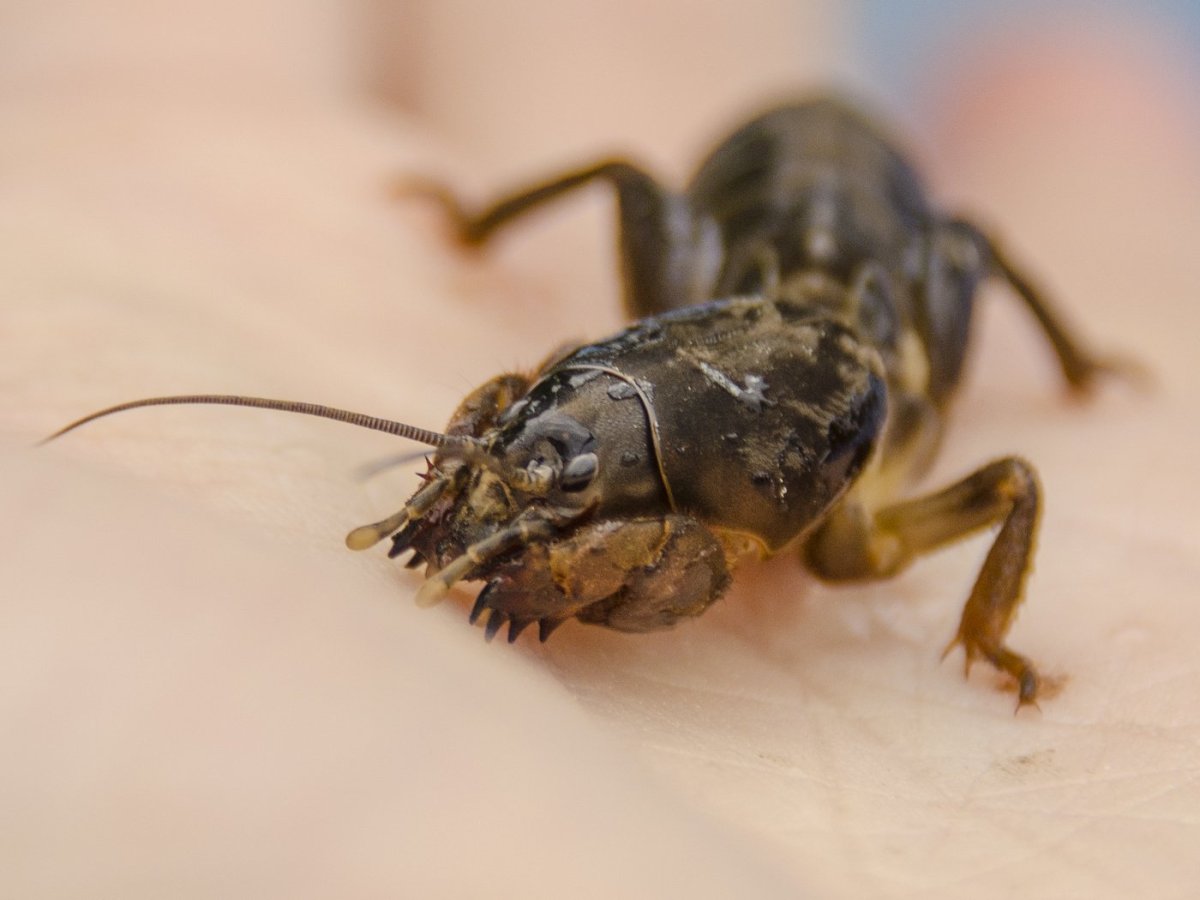 Капустница Жук медведка