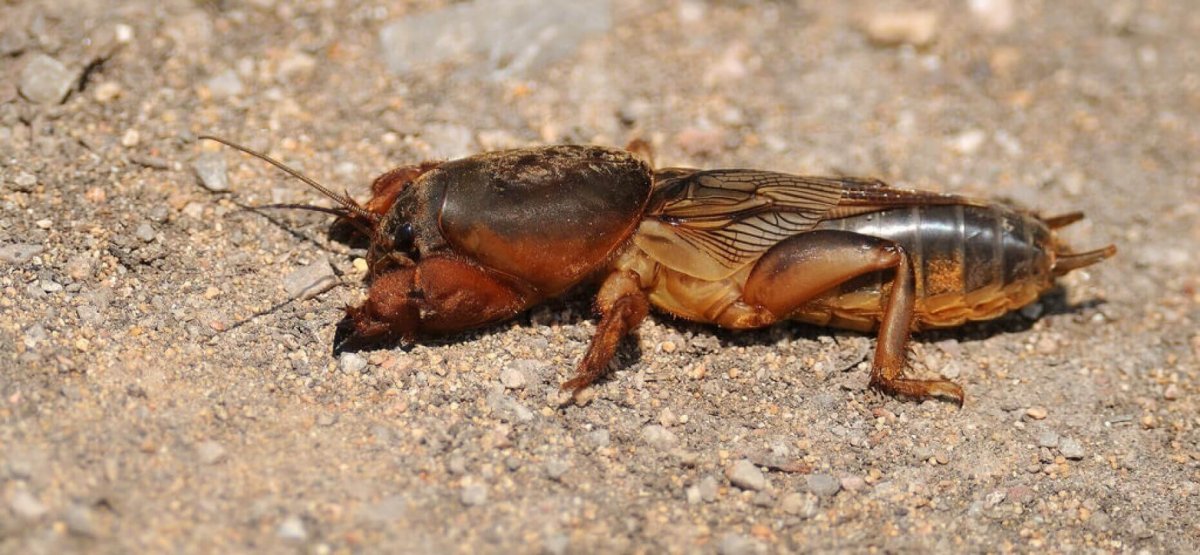 Жук медведка