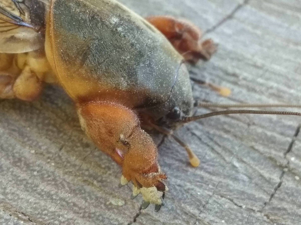 Турлук медведка