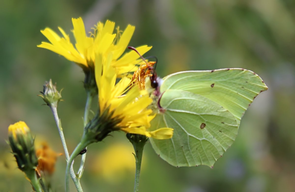 Капустница Жук Краснодарский край