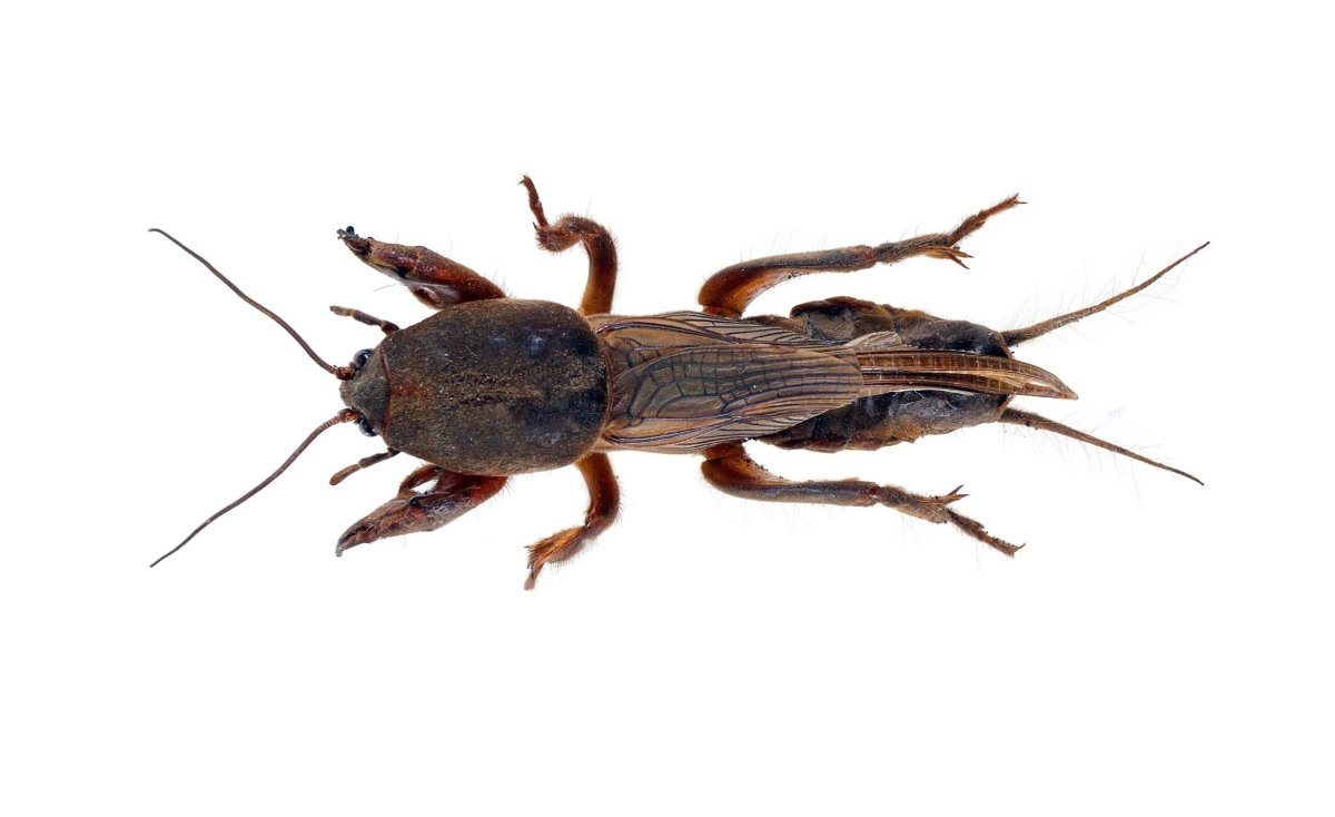 Медведка обыкновенная Gryllotalpa Gryllotalpa