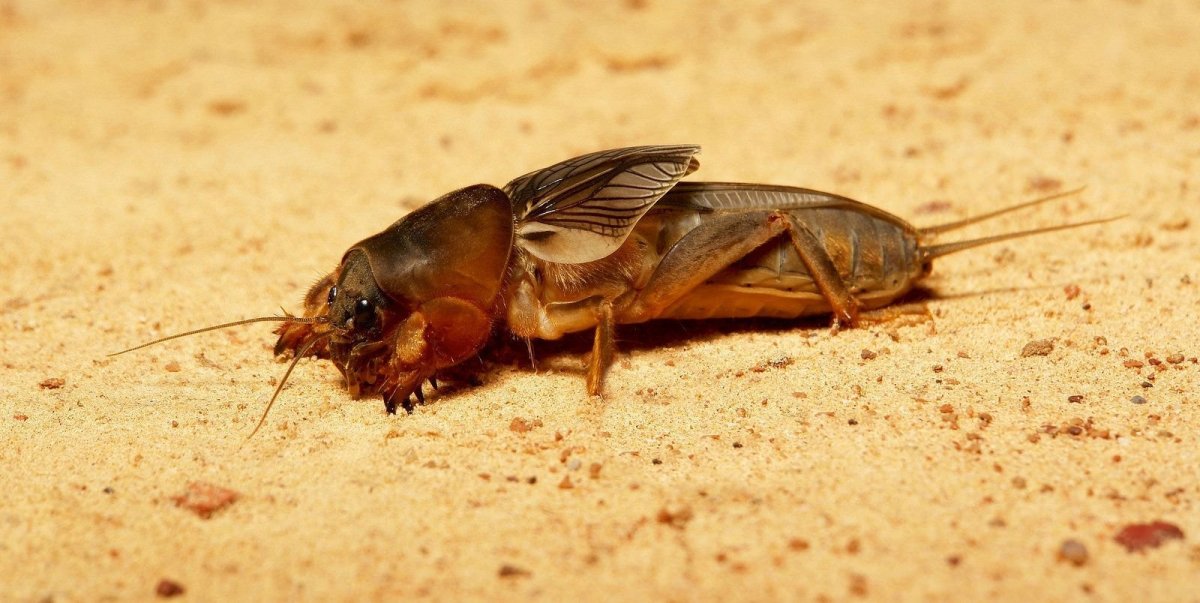 Африканская медведка