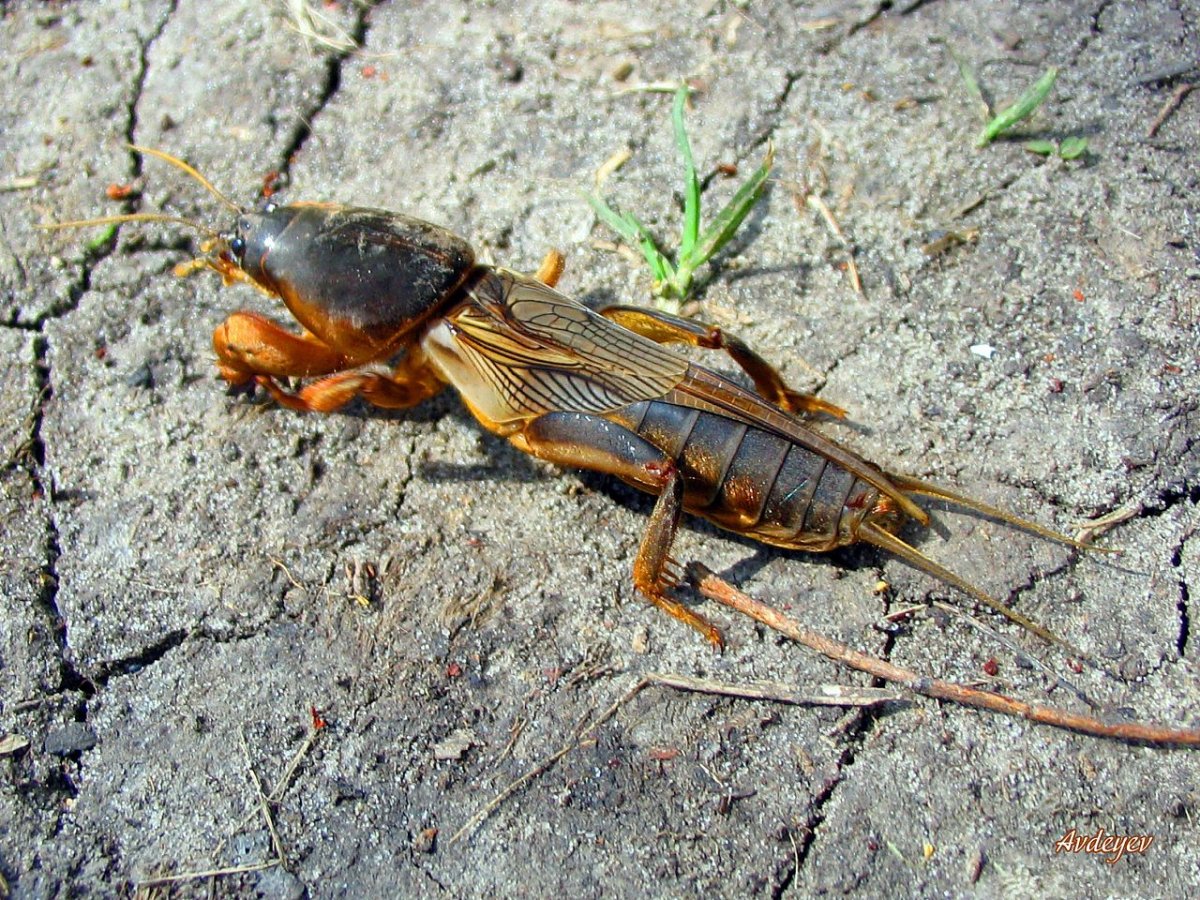 Медведка насекомое капустянка