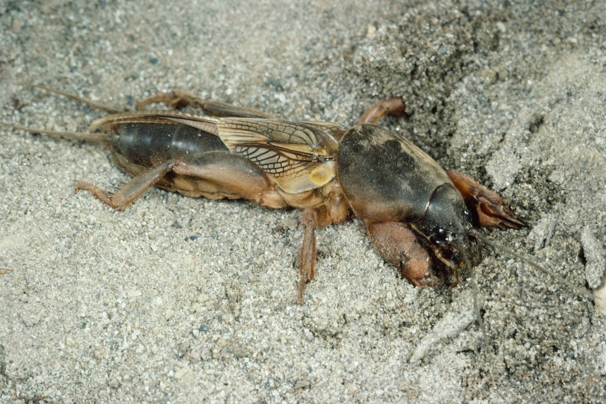 Медведка морская Дальневосточная