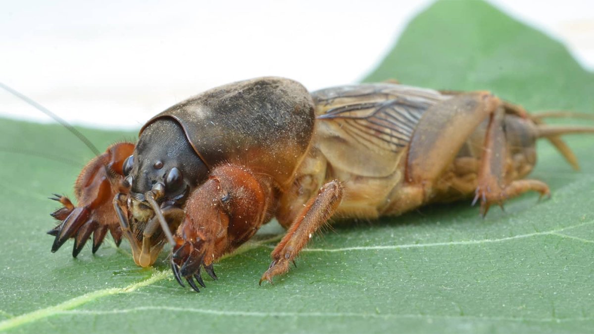 Обыкновенная медведка