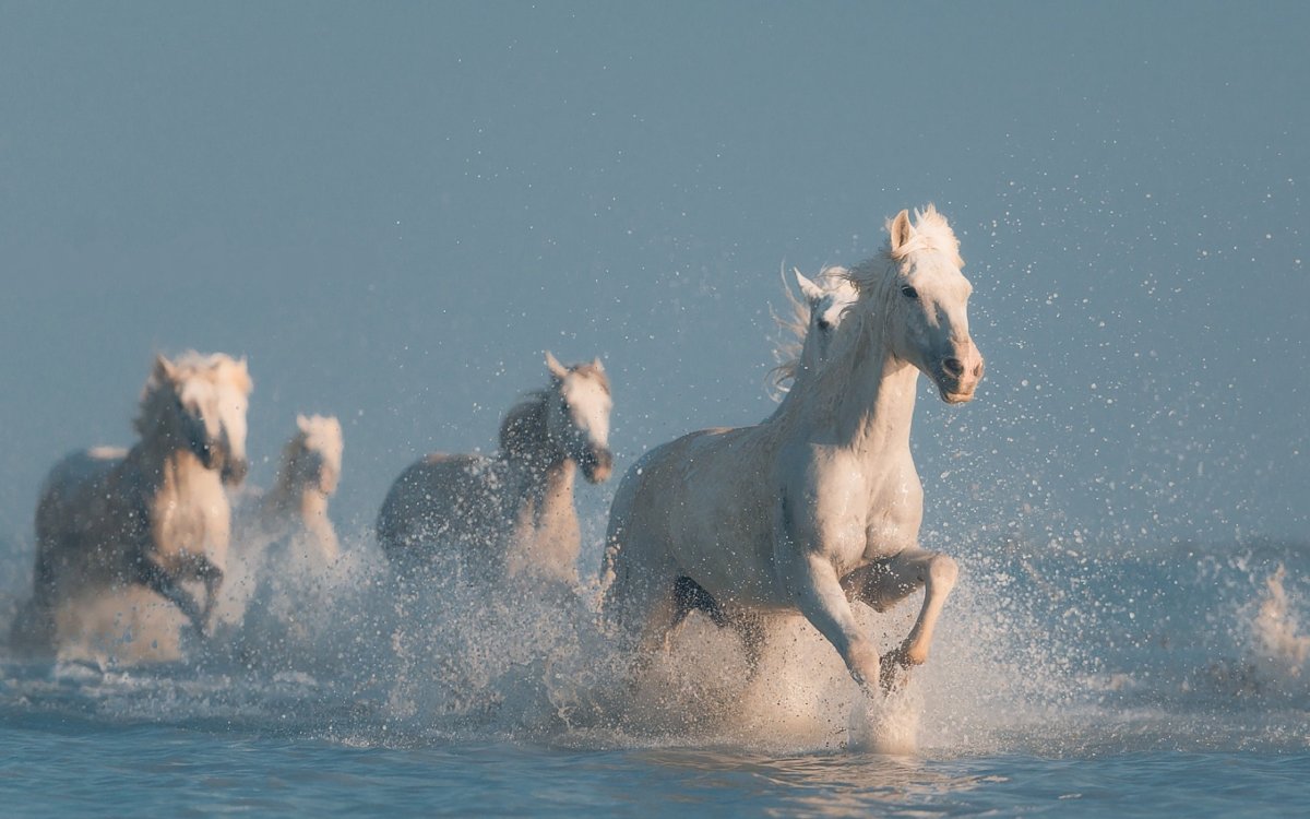Лошади Камарга Франция