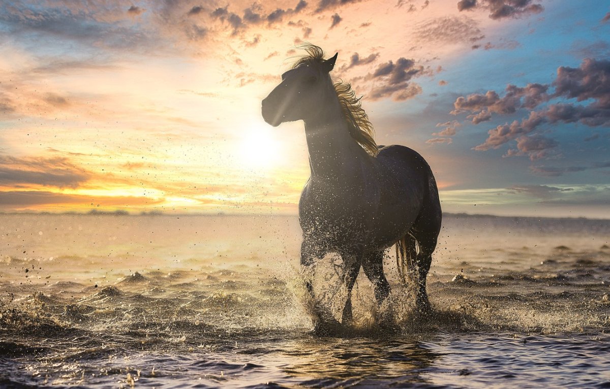 Море лошади свет солнце