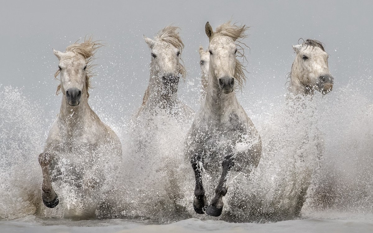 Табун белых лошадей