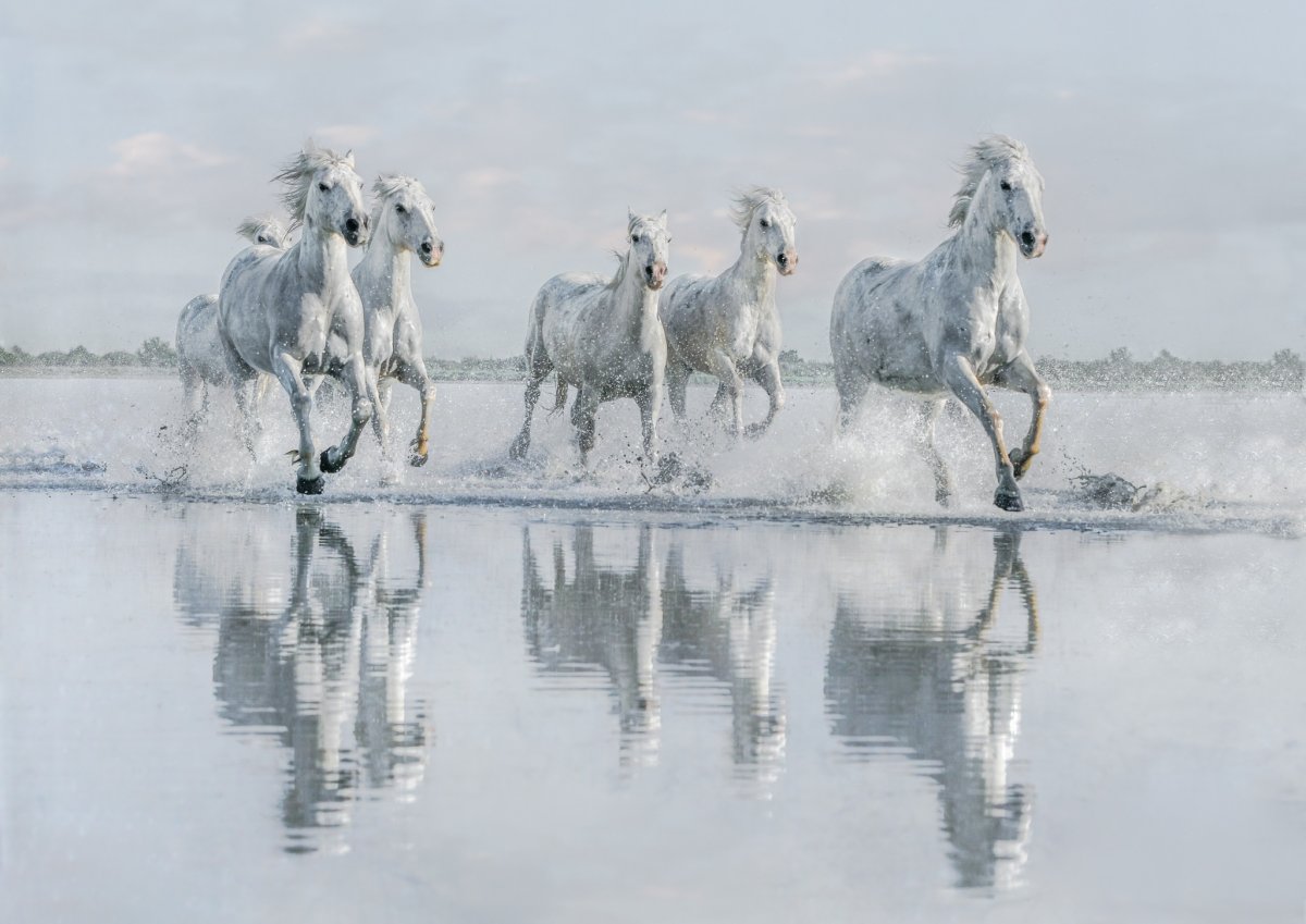 Лошадь бежит по воде