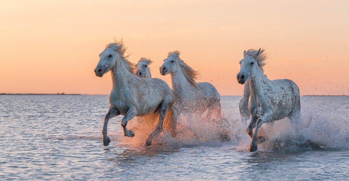 Лошадь бежит по воде