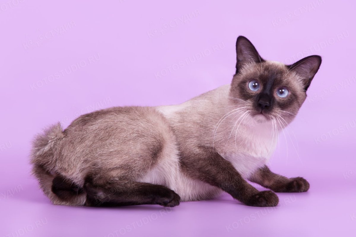 Меконгский (тайский) бобтейл